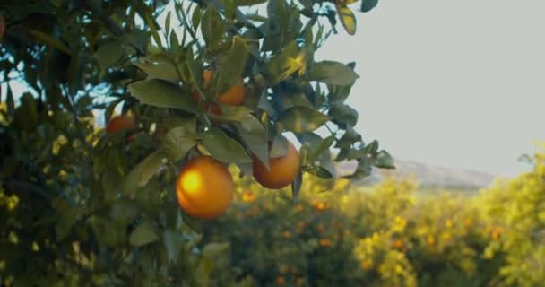 Apelsiner Den Sicilianska Citrusdungen Frukt Apelsiner Hängande Grenar Citrusfruktträdgård — Stockvideo