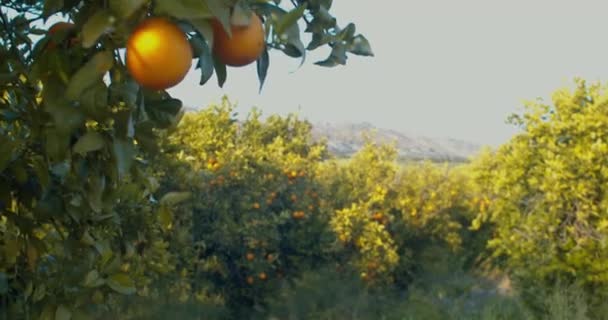 Naranjas Bosque Cítricos Sicilianos Frutas Naranjas Colgando Ramas Huerto Cítricos — Vídeos de Stock