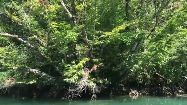 Vue Feuillage Végétation Rivière Soca Slovénie — Video