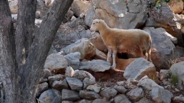 Hırvatistan 'ın Stara Baska tepesinde otlayan az sayıda koyunun yaz manzarası
