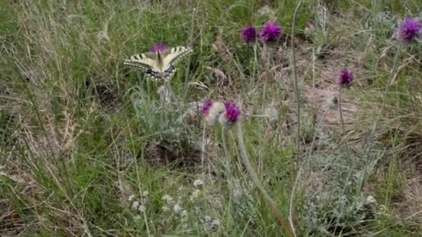 View Old World Swallowtail Butterfly Flying Jurinea Mollis Flower Spring — Stock Video