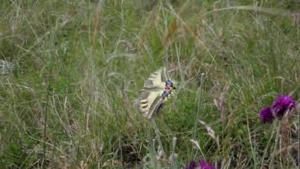 View Old World Swallowtail Butterfly Flying Jurinea Mollis Flower Spring — Stock Video