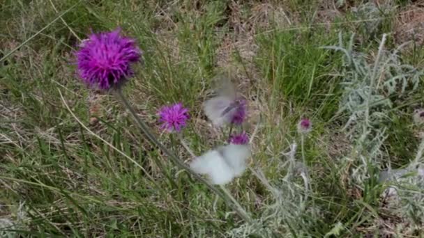 Widok Kilka Motyli Latających Kwiat Jurinea Mollis — Wideo stockowe