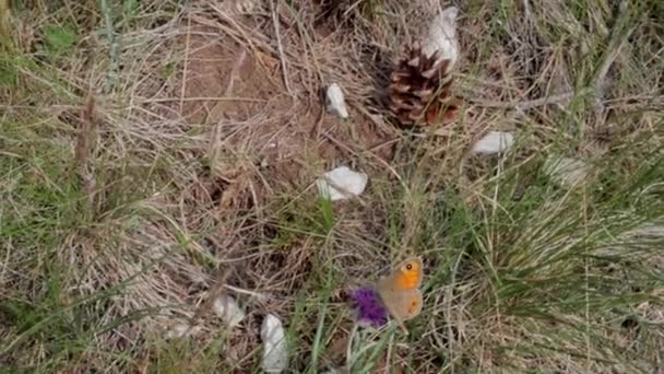 Una Farfalla Che Vola Sul Fiore Della Giurinea Mollis Nella — Video Stock