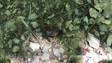 İki Scarabaeus böceği bir parça gübreyi yere yuvarlıyor.