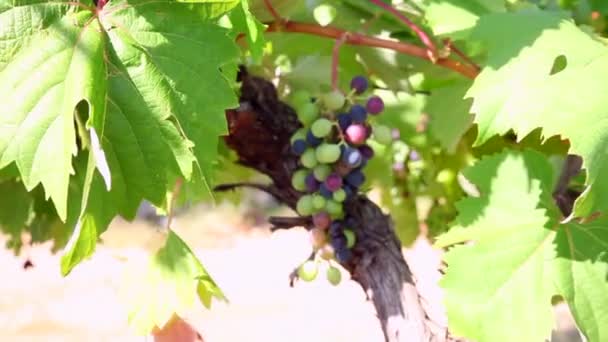 Ramo Uvas Colores Colgando Viñedo Italiano Día Verano — Vídeos de Stock