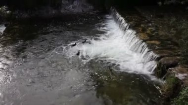 Slovenya nehrinde yüzen ördekler