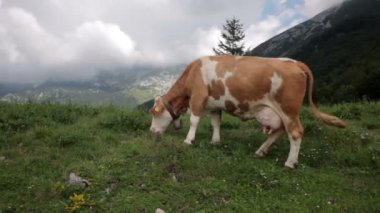 Slovenya dağlarında inekler otluyor