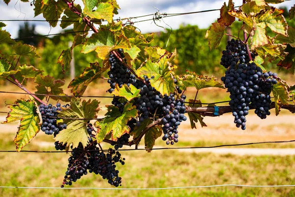 Bande Raisins Colorés Suspendus Sur Vignoble Italien Dans Une Journée — Photo