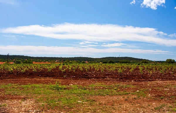 Vue Vignoble Italien Dans Karst Trieste Saison Estivale — Photo