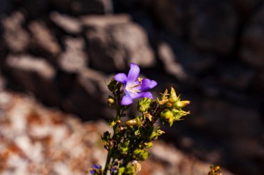 Baca çan çiçeğini kapat. Latince adı Campanula Pyramidalis. 