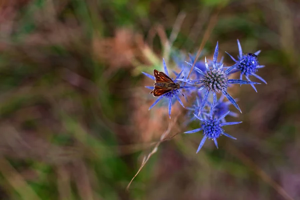 Inseto Eryngium Amethystinum Também Chamado Eryngo Ametista Eryngo Italiano Azevinho — Fotografia de Stock