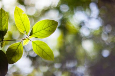 ağacın yaprakları