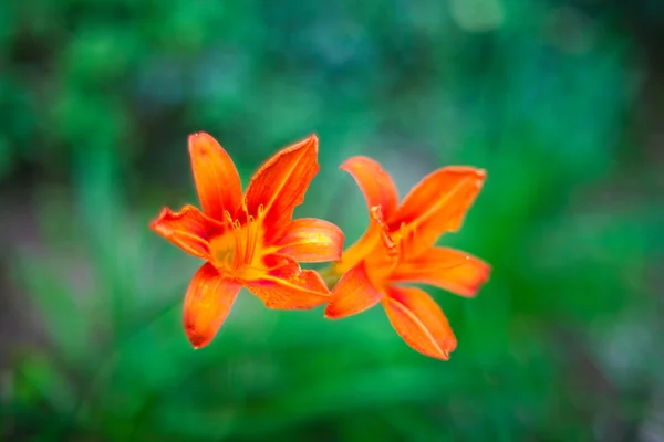 Hemerocallis —  Fotos de Stock