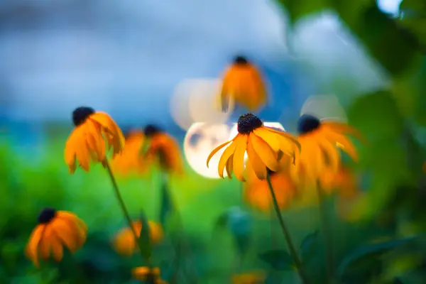 Orangenblüten — Stockfoto