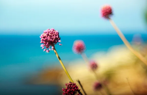Alium cepa flor —  Fotos de Stock