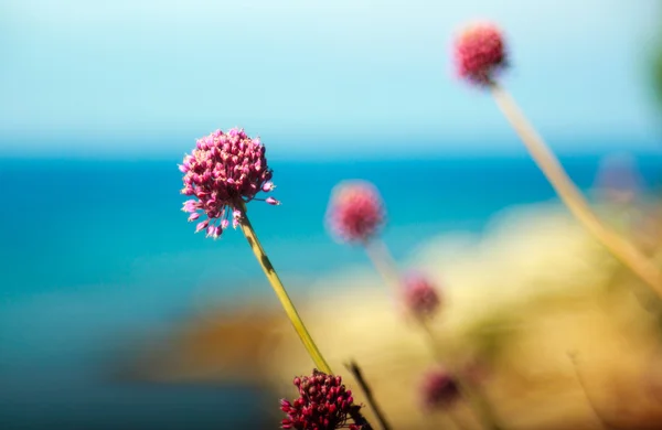 Alium cepa bloem — Stockfoto