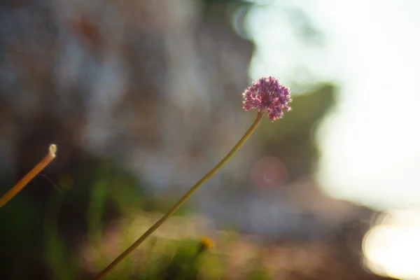 Fiore di Alium cepa — Foto Stock