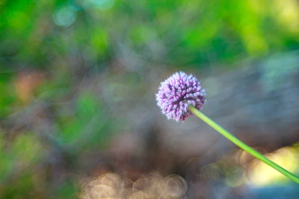 Alium cepa flor — Foto de Stock
