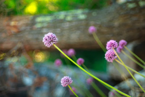 Alium cepa květ — Stock fotografie