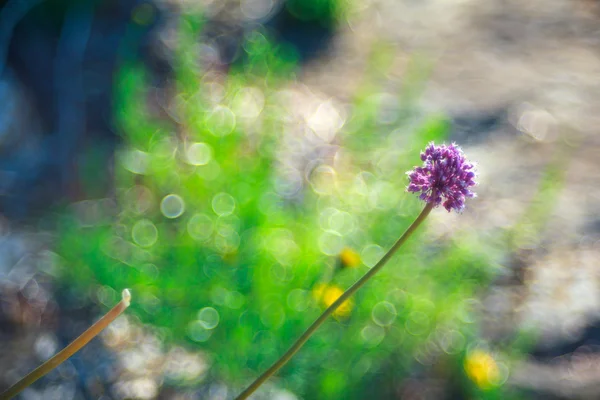 Alium cepa kwiat — Zdjęcie stockowe