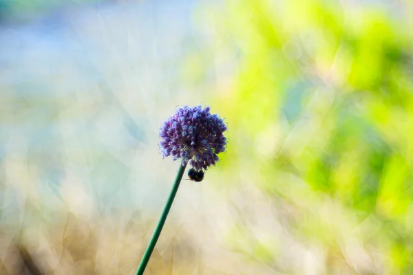 Alium cepa flor —  Fotos de Stock