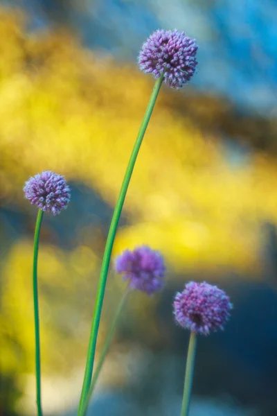 Fiore di Alium cepa — Foto Stock