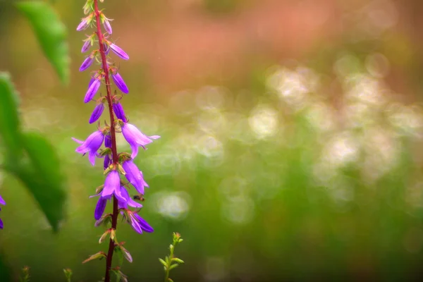 Campanula flowers — Stock Photo, Image