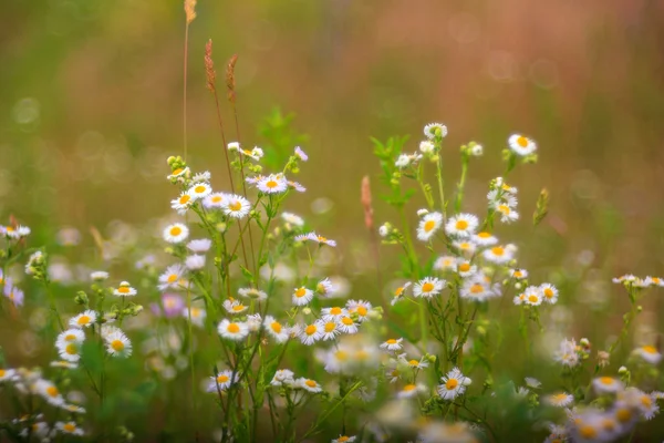 Gänseblümchen — Stockfoto