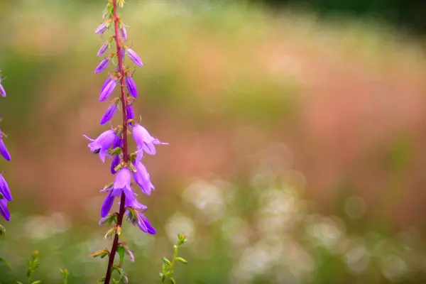 Campanula flowers — Stock Photo, Image