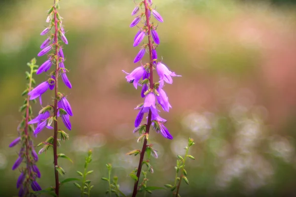 カンパニュラメジウム切り花の受粉花 — ストック写真