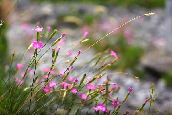 撫子の花 — ストック写真