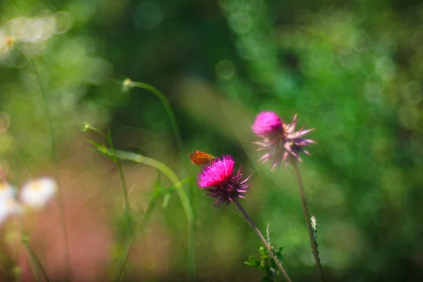 Papillon sur fleur de Carduus — Photo