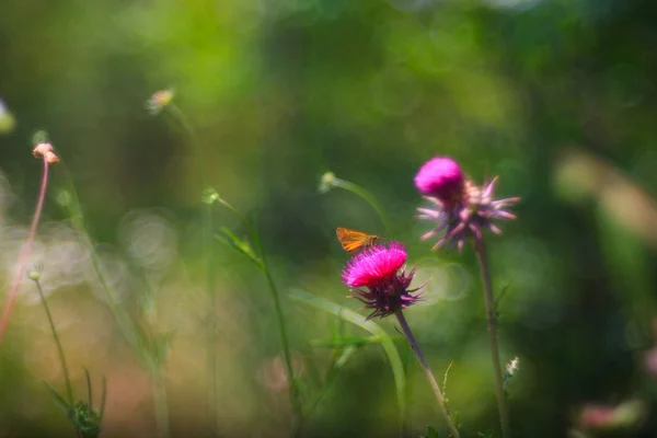 Motýl na květině Carduus — Stock fotografie