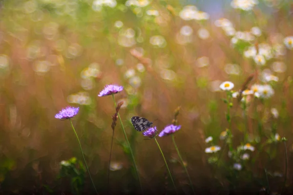 Vlinder aan bloem — Stockfoto