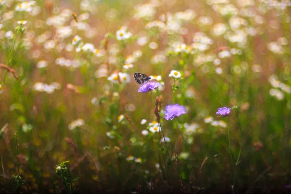 Vlinder aan bloem — Stockfoto