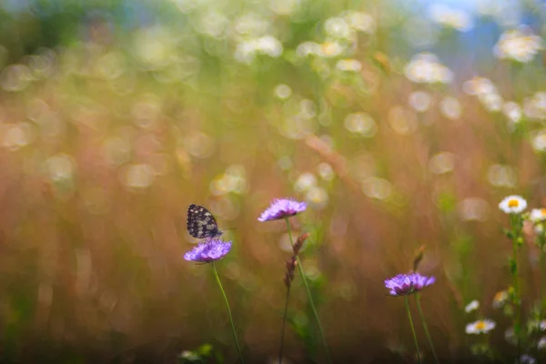 Motýl na květině — Stock fotografie