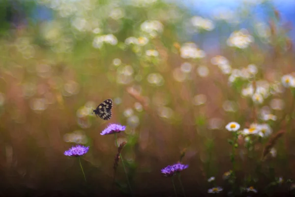 Vlinder aan bloem — Stockfoto