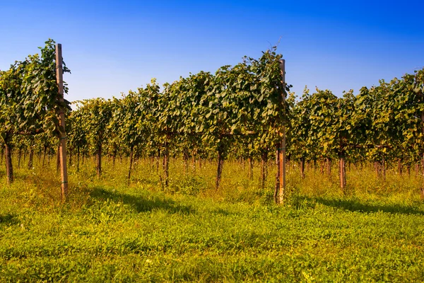 Vineyards — Stock Photo, Image