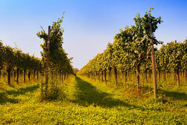 Vineyards — Stock Photo, Image