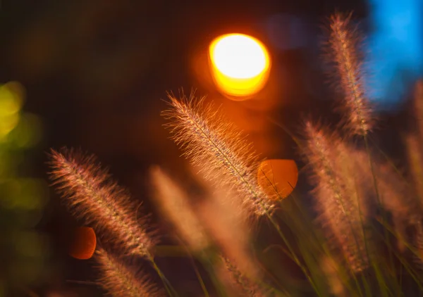 Planta — Fotografia de Stock