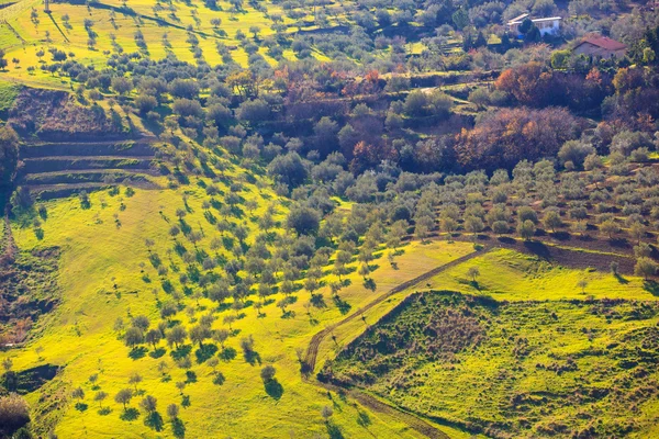 Olijfboom grove — Stockfoto