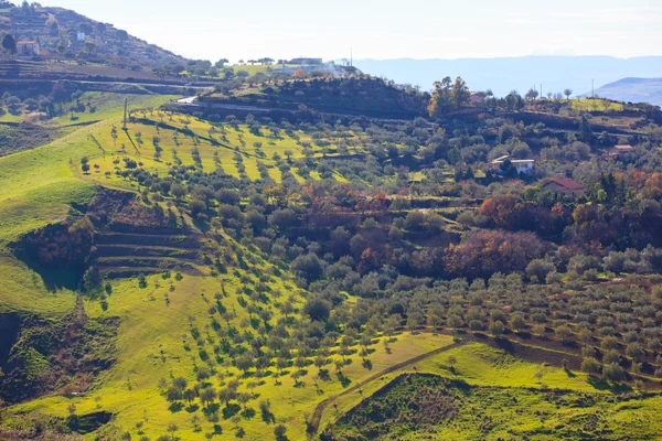Olive tree grove — Stock Photo, Image