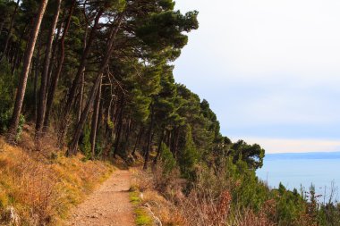 Via Della Salvia, friuli Venezia Giulia
