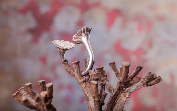 Närbild av silver ring — Stockfoto