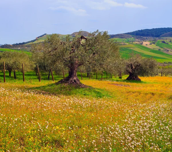 Sicilian countryside — Stock Photo, Image