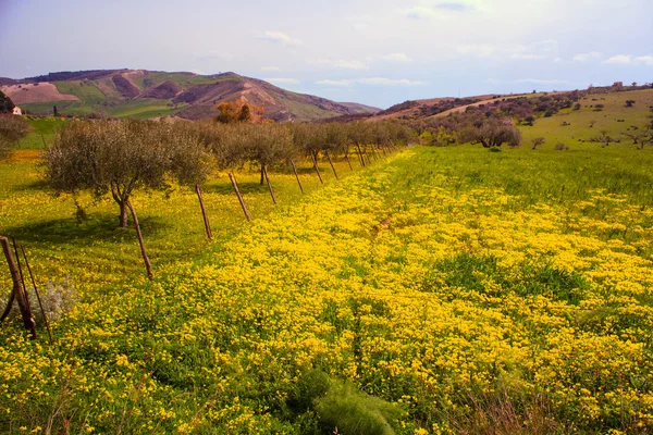 Siciliaanse platteland — Stockfoto