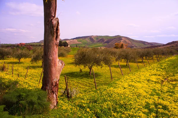 Campo siciliano — Fotografia de Stock