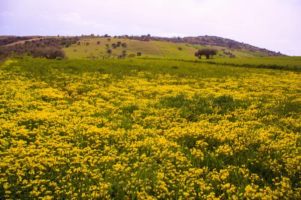 Flores amarillas en primavera — Foto de Stock