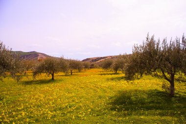 Sicilya kırsal